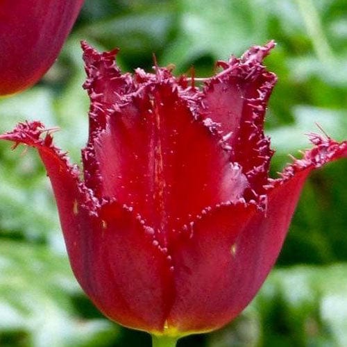 Tulipan Pacific Pearl – ferskenrosa tulipan som forsidebillede til blog